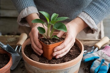 Fresh Watermelon Juice Being Squeezed. Close-up of fresh watermelon wedges being juiced into a glass, showcasing vibrant colors and refreshing summer vibes.