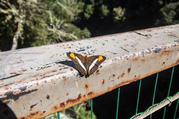 borboleta típica da serra catarinense Urubici SC BR