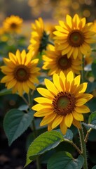 Obraz premium Rustic sunflowers, fading blooms, autumn leaves, warm light, golden, image, yellow