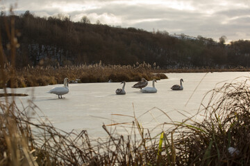 ducks on the lake in winter