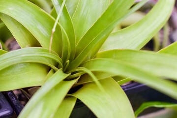 Obraz premium houseplant up close leaves landscape