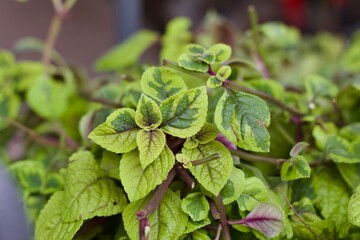 creeping Charlie ivy houseplant 