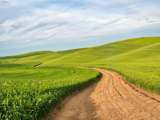 USA, Washington State, Palouse Region. Road through field of wheat