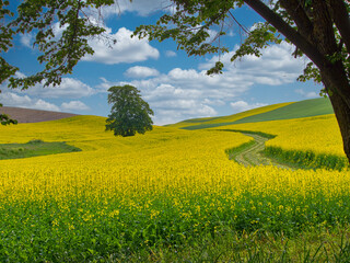 USA, Washington State, Palouse Region. Lone tree in canola field with field road running through