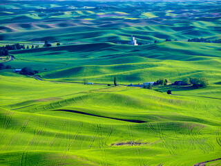 Obraz premium USA, Washington State, Palouse Region. Rolling green hills of wheat