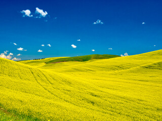 USA, Washington State, Palouse Region. Spring canola field with contours and lines