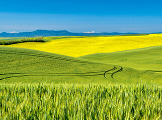 USA, Washington State, Palouse Region. Rolling hills of canola and wheat © Danita Delimont