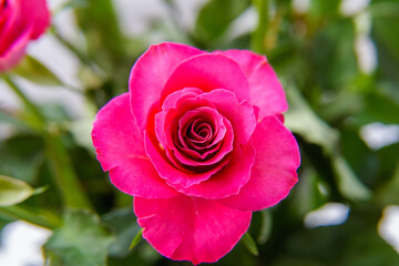 Pink rose in garden