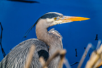 Great blue heron Juanita Bay Park, Lake Washington, Kirkland, Washington State.