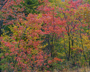 USA, West Virginia, Canaan Valley State Park. Tree in autumn foliage.