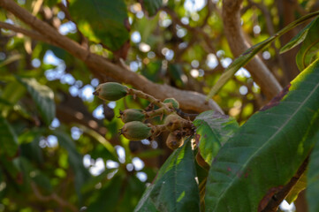 Discovering the vibrant beauty of young fruit clusters in a lush garden during a sunny afternoon