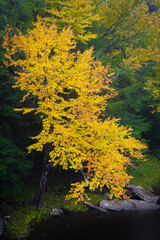 USA, West Virginia, Canaan Valley State Park. Tree in autumn foliage.