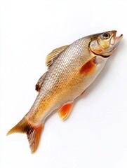 Obraz premium Brown Fish on Ice