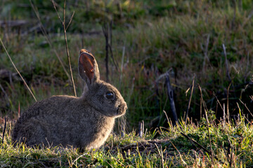 Silhouetted rabbit at sunset in its natural habitat