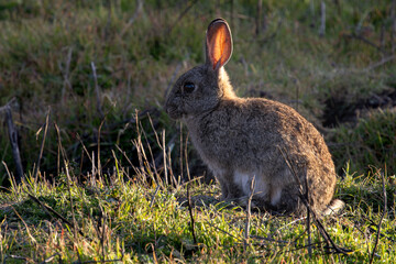 Silhouetted rabbit at sunset in its natural habitat