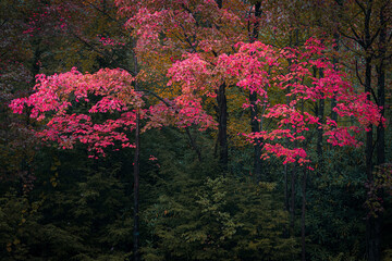 Fototapeta premium USA, West Virginia, Canaan Valley State Park. Tree in autumn foliage.