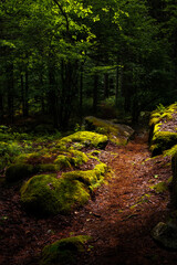 USA, West Virginia, Canaan Valley State Park. Scenic trail through forest.