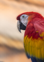 Close up shot of colorful Macaw bird
