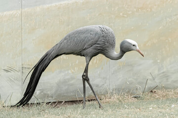 USA, Wisconsin, International Crane Foundation. Blue crane close-up.