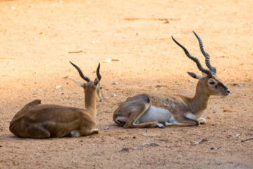 Famous Indian black bucks resting in the shade, is an antelope native to India and Nepal