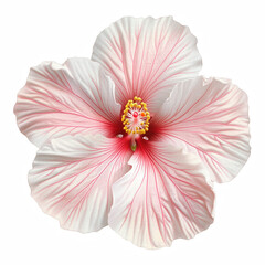 Realistic white hibiscus flower with red veins and delicate petals, isolated on transparent background. Generative Ai.