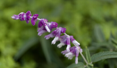 Flora of Gran Canaria -  Salvia leucantha,  Mexican bush sage, garden escape on the islands, natural macro floral background