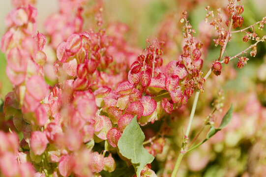 Flora of Gran Canaria - Rumex vesicarius,  Ruby dock, native to Canary islands, natural macro floral background