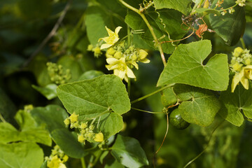 Flora of Gran Canaria -  Bryonia verrucosa, warted Bryony, endemic to the Canary Islands, natural macro floral background