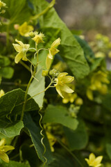 Flora of Gran Canaria -  Bryonia verrucosa, warted Bryony, endemic to the Canary Islands, natural...