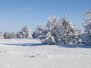 Winter Landscape of Vitosha Mountain, Bulgaria