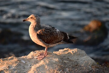 California gull resting on a rock by the Pacific Ocean in La Jolla California 