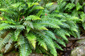 Detail of Fishbone waterfern(Lomaria nuda) Tasmania forest