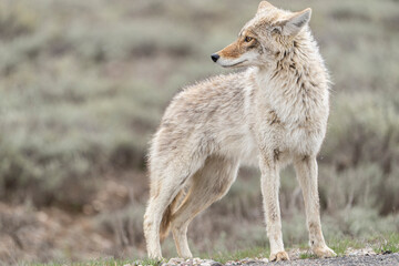 USA, Wyoming, Grand Teton National Park. Adult coyote close-up.