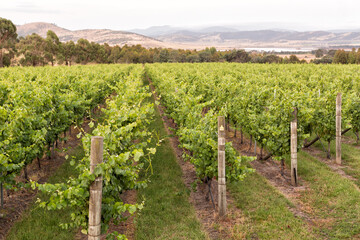 Obraz premium Vineyard with rows of grape vines