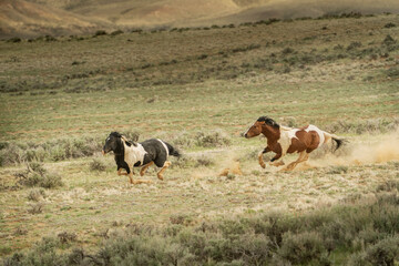 USA, Wyoming, McCullough Peaks Herd Management Area. Wild horse stallion chasing another stallion.