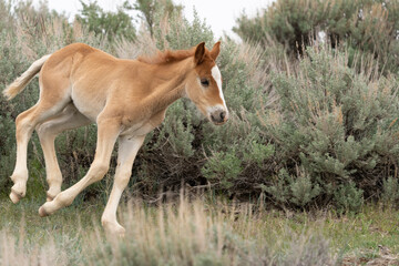 USA, Wyoming, McCullough Peaks Herd Management Area. Close-up of wild horse foal playfully running.