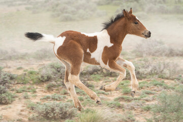 USA, Wyoming, McCullough Peaks Herd Management Area. Close-up of wild horse foal playfully running.