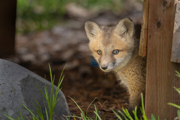 USA, Wyoming, Grand Teton National Park. Red fox kit close-up.