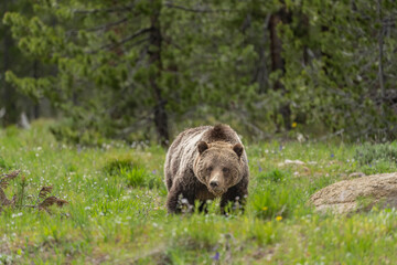 USA, Wyoming, Grand Teton National Park. Grizzly bear sow walking in field.