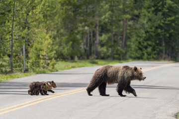 USA, Wyoming, Grand Teton National Park. Grizzly bear sow with cubs crossing road.