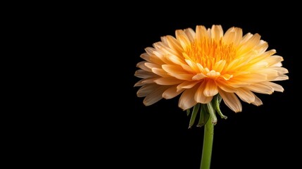 A stunning orange flower stands tall against a black background, highlighting its delicate petals and vibrant colors, symbolizing warmth, joy, and nature's beauty.
