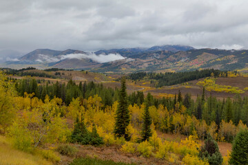 USA, Wyoming, Highway 89 and view from Salt River Pass autumn colored golden Aspen and cottonwood trees