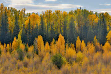 USA, Wyoming. Grand Tetons National Park with backlighting cottonwood and evergreens in golden Fall...