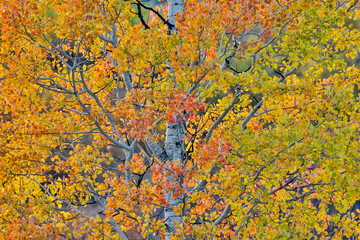 USA, Wyoming. Grand Tetons National Park with autumn colors on Aspens near Jackson Lake Dam