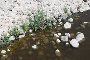 slender shoots of green grass and round white rocks peek from the water along the manmade bank of...