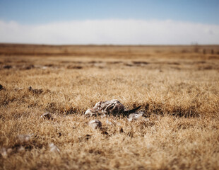 dead goose