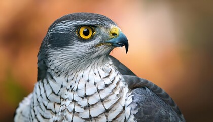 Agile Female Sparrowhawk Braving Winters Bite amidst Frosted Conifers and SnowDusted Branches, Showcasing the Beauty of Nature in Motion.