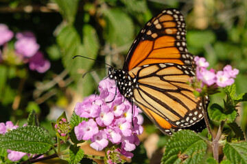 Obraz premium Monarch butterfly sitting on a pink lantana flower