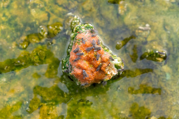 USA, Wyoming, Yellowstone National Park, Upper Geyser Basin. Tiny brine flies lay their eggs on rocks surrounded by heated water from the geyser.