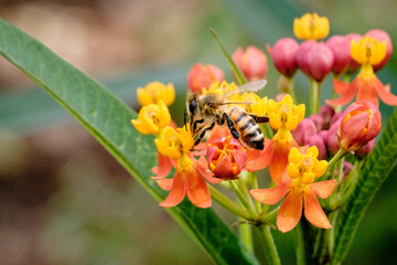 Bee on a spring flower, close up view